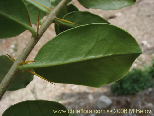 Imágen de Dasyphyllum diacanthoides (Trevo / Palo santo / Palo blanco / Tayu). Haga un clic para aumentar parte de imágen.